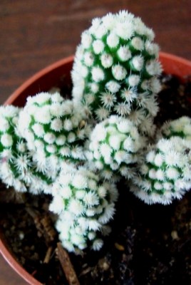 normal_vegamammigracilis.jpg