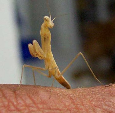normal_VEGAmantis.jpg