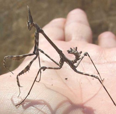 normal_vegamantis2.jpg