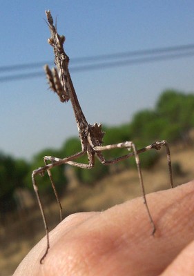 normal_vegamantis3.jpg