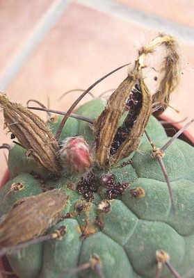 normal_vegamatucanaseeds.jpg