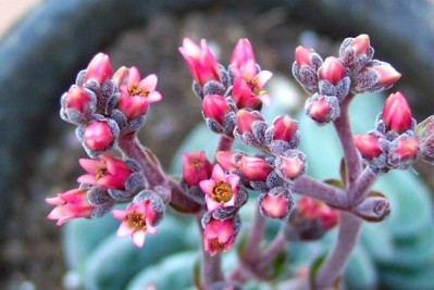 normal_vegamorgansbeautyflores.jpg