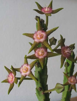 normal_vegastapflavopurpurea.jpg