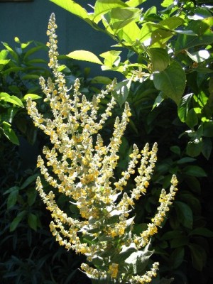 normal_Verbascum.JPG