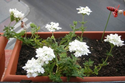 normal_verbena%20en%20flor.jpg