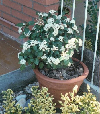 normal_Viburnum%20Tinus%20DURILLO%20florit%20aprox.%20Febrer%2003.jpg