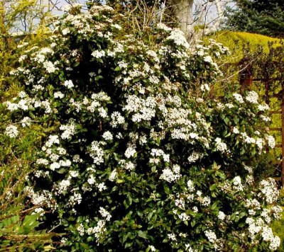 normal_viburnum%20tinus.jpg