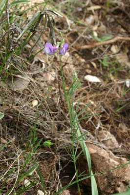 normal_vicia_onobrychioides.jpg