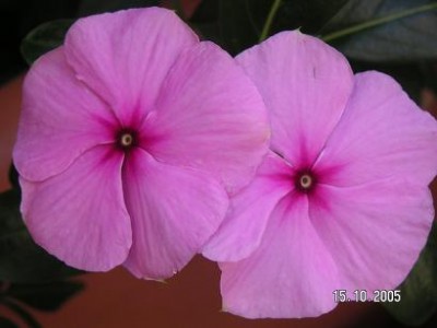 normal_VINCA%20I.jpg