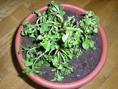 normal_violeta_persa1.JPG