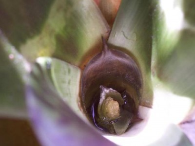normal_vriesea%20%281%29.jpg