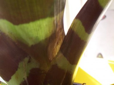 normal_vriesea%20%282%29.jpg