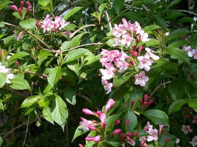 normal_weigela-florida_1.jpg