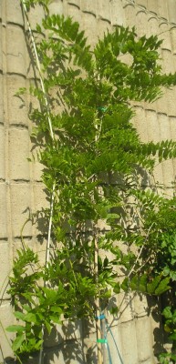 normal_wisteria2.jpg