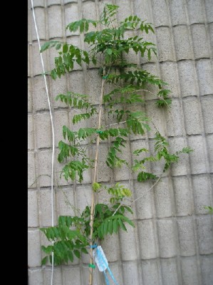 normal_WisteriaMayo2005.jpg