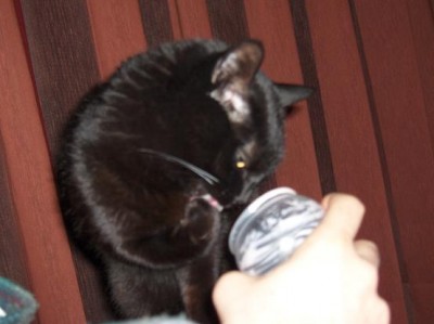 normal_yogurt2.JPG