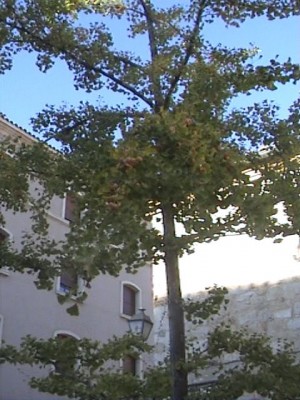 normal_Zamora%205.jpg