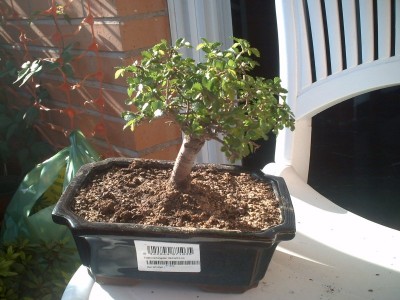 normal_zelkova%7E0.JPG