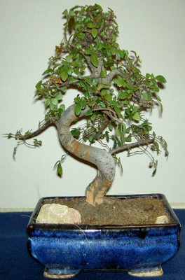normal_zelkova.JPG
