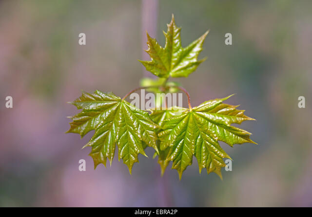 norway-maple-acer-platanoides-spring-green-shoot-og-young-maple-leaves-ebra2p.jpg