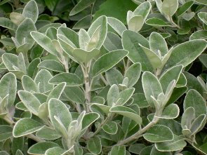 nose15.jpg