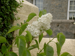 nose9.jpg