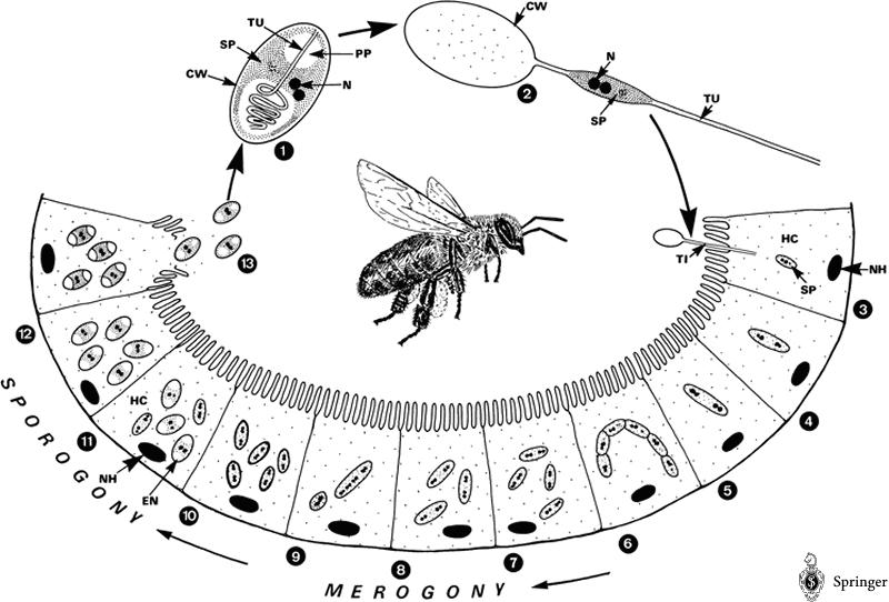 nosema1-1.jpg