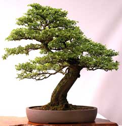 nothofagus-bonsai.jpg