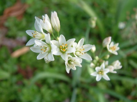 nothoscordum inodorum.jpg