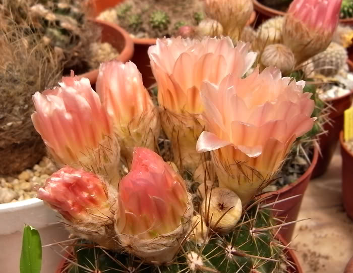 Noto_roseoluteus1x1.jpg