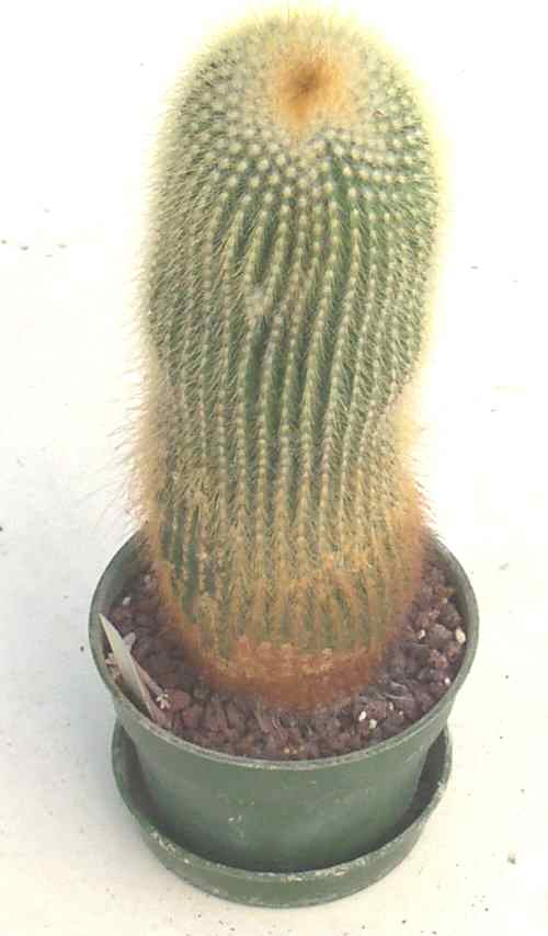 Notocactus%20leninghausii.jpg