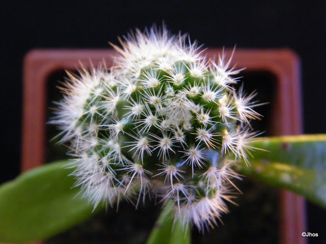 Notocactus%20Schlosserii%2020091017%20020.jpg