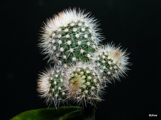 Notocactus%20Schlosserii%2020091217.jpg