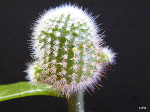 Notocactus%20scopa%2020091017%20028.jpg