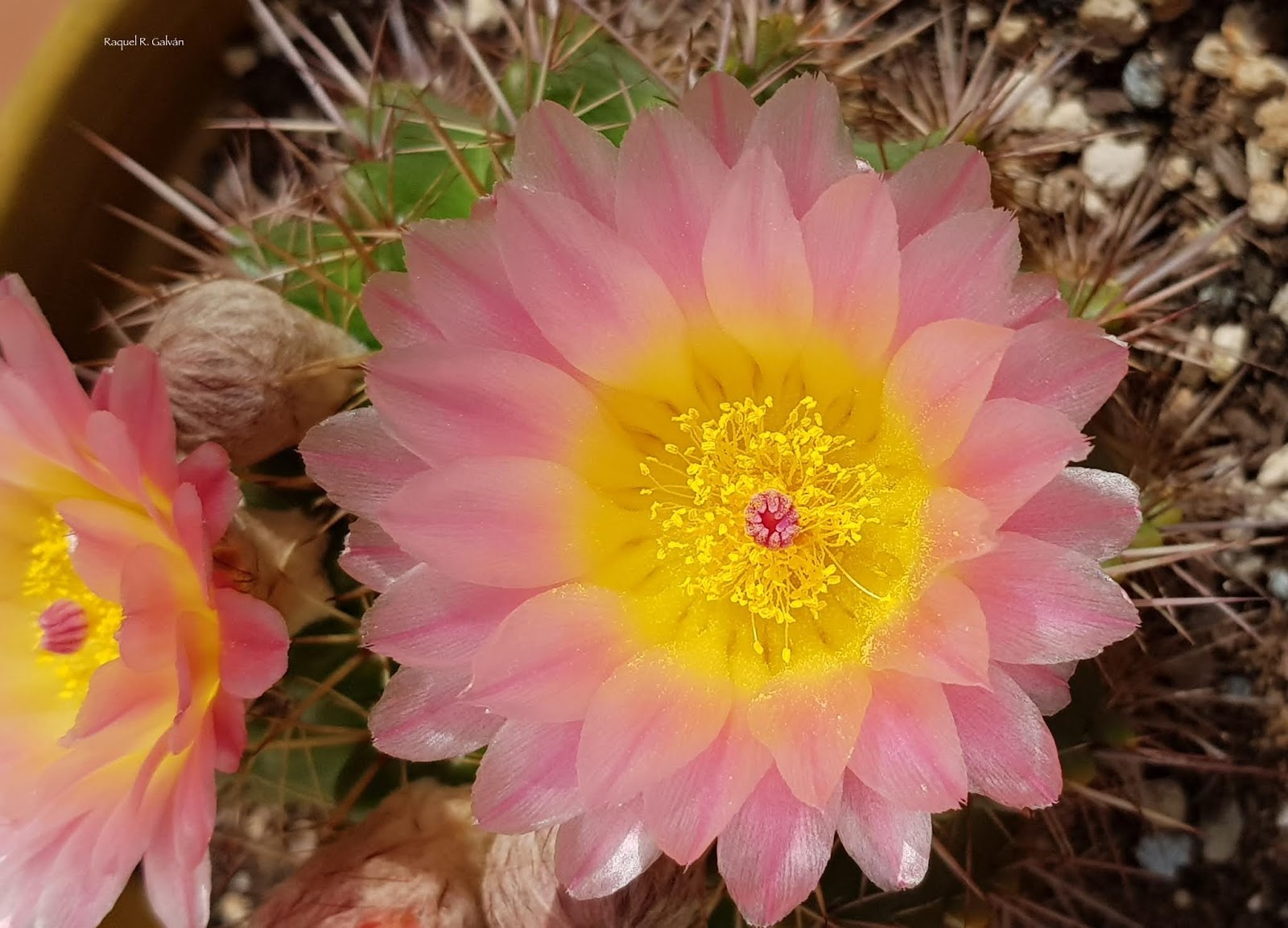 Notocactus%2Bflor.jpg