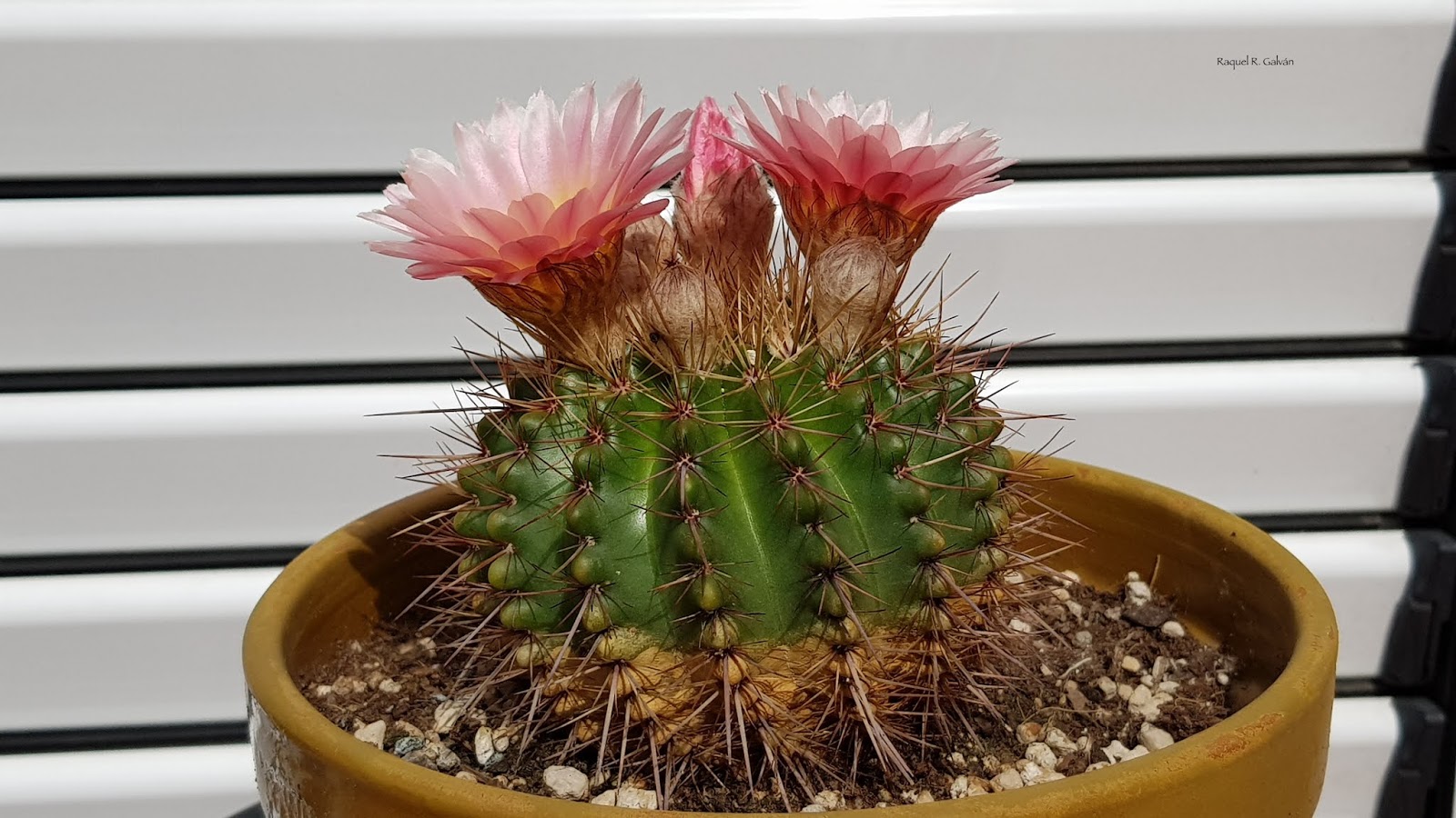 Notocactus%2Bhorizontal.jpg