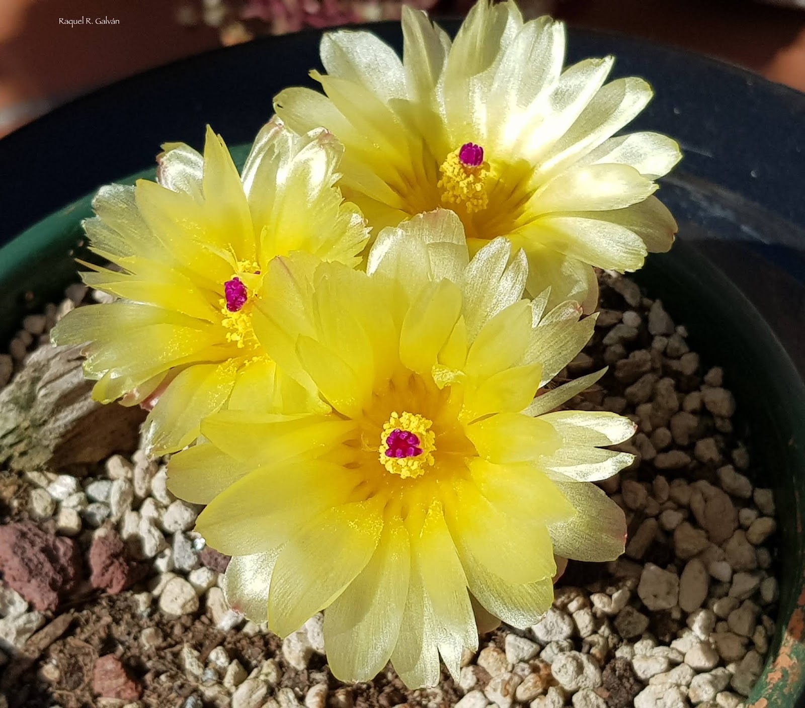 Notocactus%2Bottonis%2B3%2Bflores.jpg
