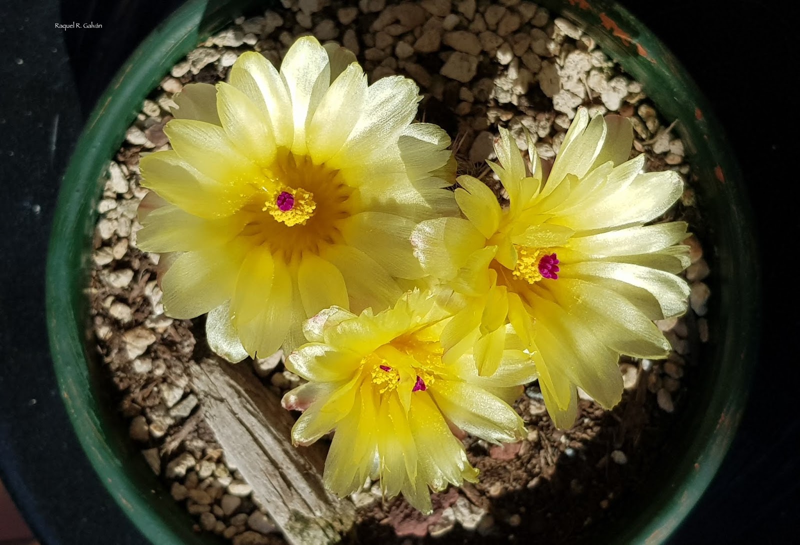 Notocactus%2Bottonis%2Bcenital.jpg