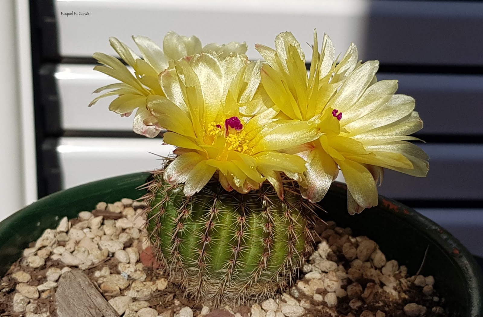 Notocactus%2Bottonis.jpg