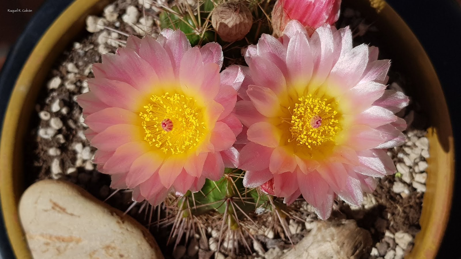 Notocactus%2Bportada.jpg