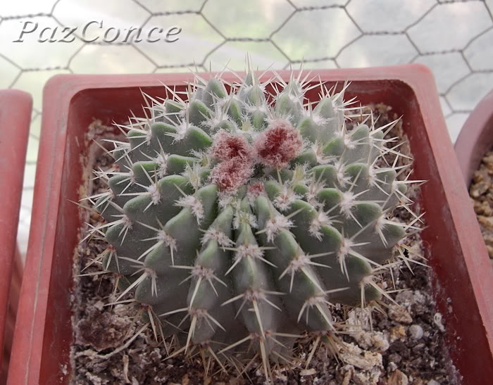 notocactus.jpg