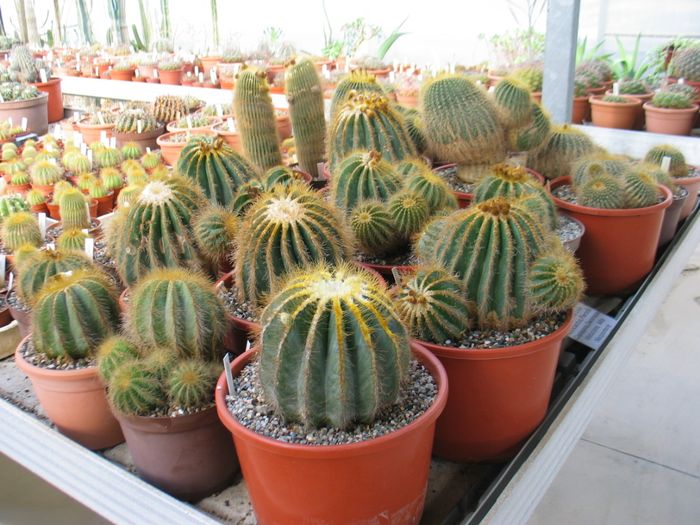 notocactus.jpg