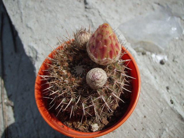 Notocactus.JPG