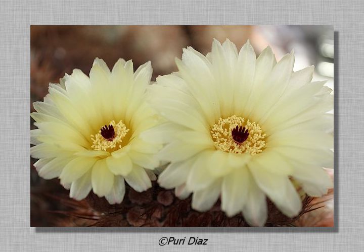 notocactus+schlosserii+cacon+eos+20+abril+2012+(10).JPG