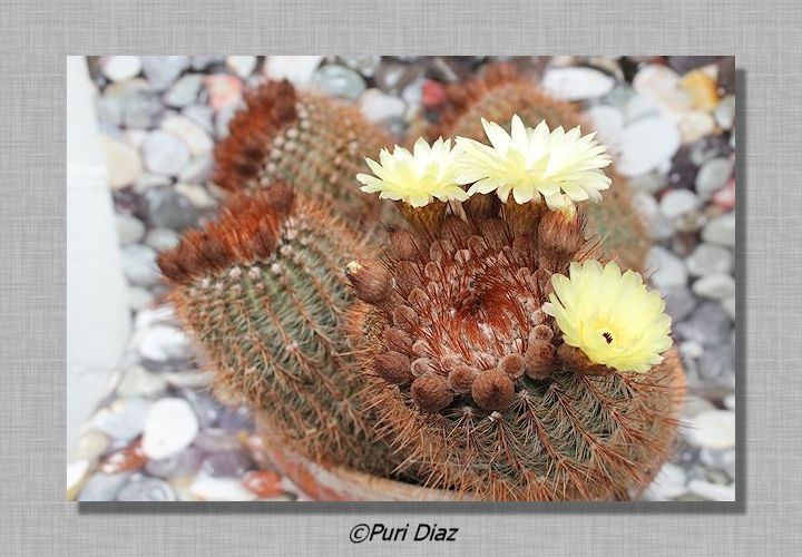 notocactus+schlosserii+cacon+eos+20+abril+2012+(12).JPG