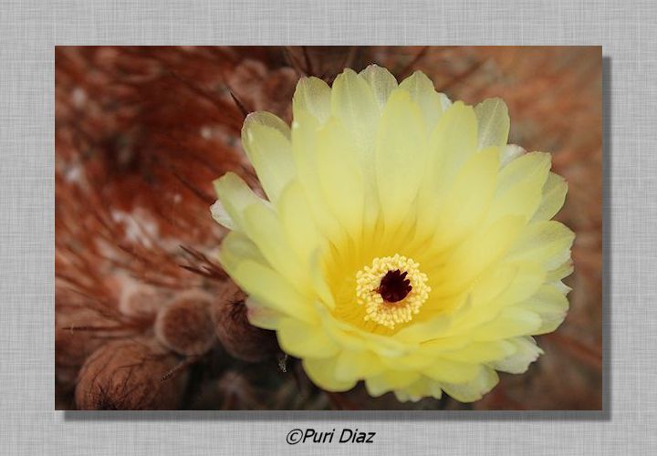 notocactus+schlosserii+cacon+eos+20+abril+2012+(14).JPG