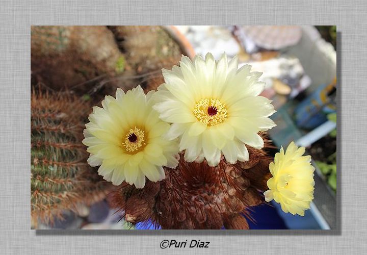 notocactus+schlosserii+cacon+eos+20+abril+2012+(6).JPG