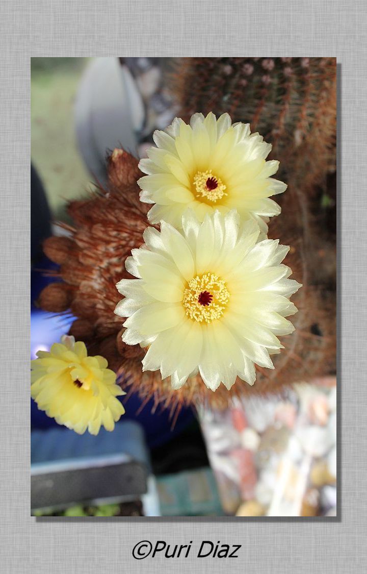 notocactus+schlosserii+cacon+eos+20+abril+2012+(8).JPG