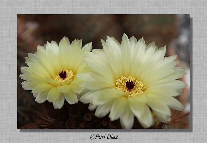 notocactus+schlosserii+cacon+eos+20+abril+2012.JPG
