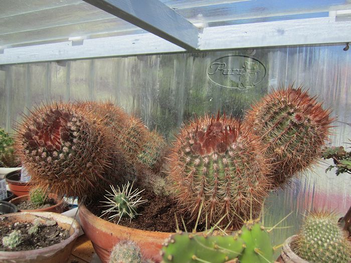 notocactus+schlosserii.jpg